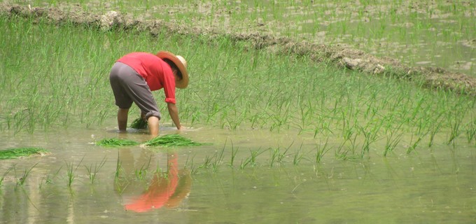 Rice Farmer, Longsheng, China